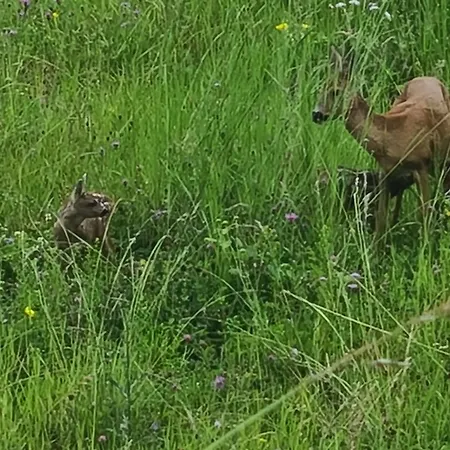 Roses & Nature Guest house Saint-Gingolph
