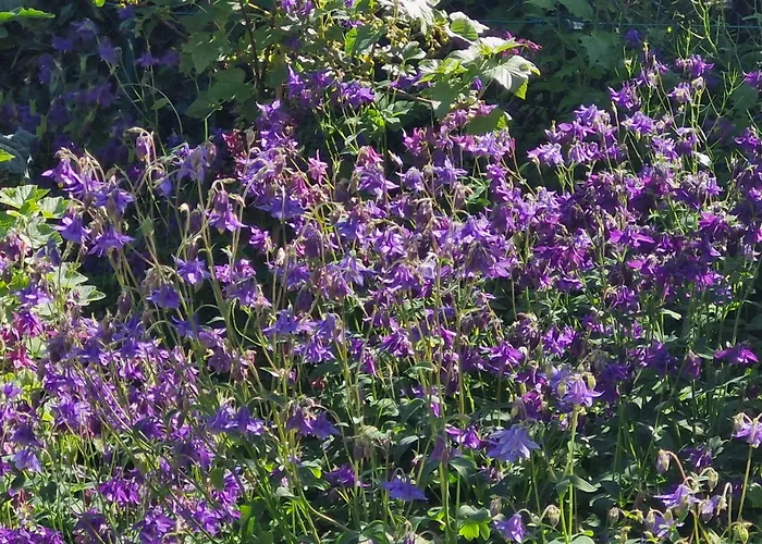 Maison d'hôtes Roses & Nature Saint-Gingolph