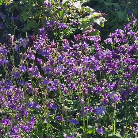 Affittacamere Roses & Nature Saint-Gingolph