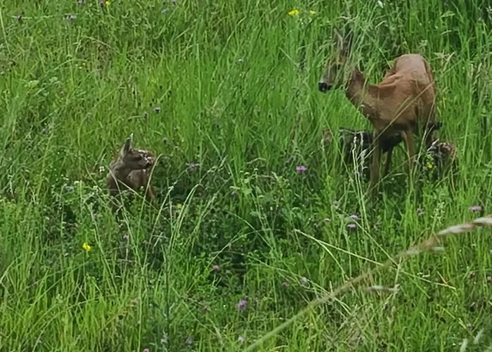 Roses & Nature ゲストハウス Saint-Gingolph